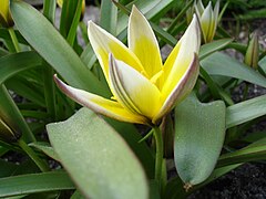 Tulipa tarda