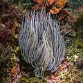 9. Anemonia viridis (Arrábida Natural Park, Portugália) (javítás)/(csere)