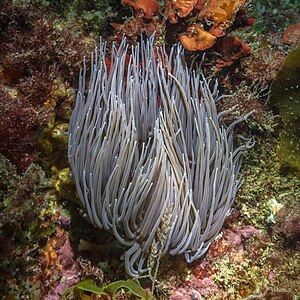 Snakelocks anemone, by Poco a poco