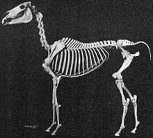 A defleshed skeleton of a horse put together in a standing position.