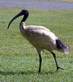 Ngalkaning (White Ibis)