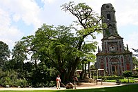 Le Robinier-faux-acacia remarquable du parc Pairi Daiza, à Cambron-Casteau en Belgique.