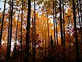 Forêt du parc Rivière-du-Moulin durant l'automne à Chicoutimi