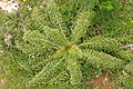 vermutlich Cynara cardunculus