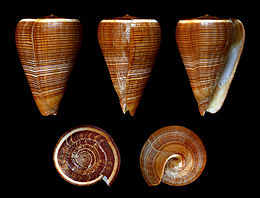 Dendroconus figulinus