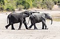 18 Elefantes africanos de sabana (Loxodonta africana), parque nacional de Chobe, Botsuana, 2018-07-28, DD 25 uploaded by Poco a poco, nominated by Poco a poco