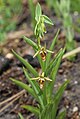 Epipactis gigantea, single isolated plant