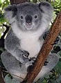 Koala cái