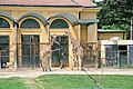 Hươu cao cổ tại vườn thú Tiergarten Schönbrunn, Viên.