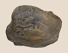 Palaeonucula hammeri, left valve