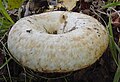 Lactarius citriolens