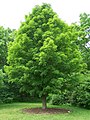 Rock maple, National tree of Canada