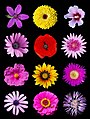 Image 96Poster of coloured flowers