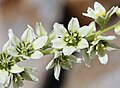 Veratrum californicum flowers, closeup detail