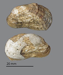 Neotrapezium liratum (MNHN-IM-2009-2559)