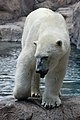 Polar bear (Ursus maritimus)