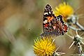 Vanessa cardui