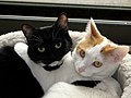 File:Black white cats.jpg