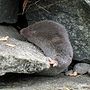 Thumbnail for Northern short-tailed shrew