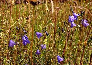 Liden klokke (Campanula rotundifolia).