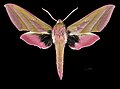 * Nomination Elephant Hawk-moth - Dorsal side - Male. By User:Archaeodontosaurus --Olivier LPB 13:47, 5 June 2018 (UTC) * Promotion  Support Good quality. --George Chernilevsky 14:09, 5 June 2018 (UTC)