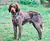 A brown dog with white markings in its fur