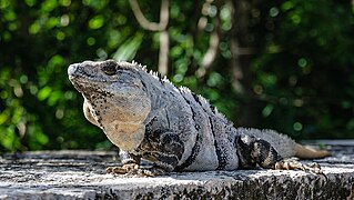 Zelena iguana (Iguana iguana)