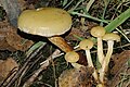 Flammula alnicola sin. Pholiota alnicola