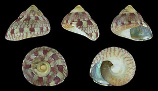 Pictodiloma suavis, shell