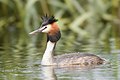 Image 12 Great Crested Grebe Photo: JJ Harrison The Great Crested Grebe (Podiceps cristatus) is the largest Old World member of the grebe family. The species is skilled at swimming, chasing fish underwater. More selected pictures