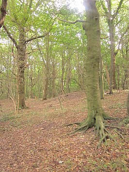 Staelduinse Bos in september 2010