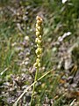 Tofieldia pusilla fruits