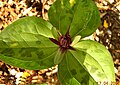 Trillium stamineum