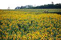 ひまわりの里 （北海道北竜町）