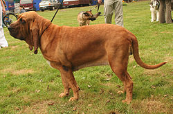 Bloodhound (Chien de Saint-Hubert)