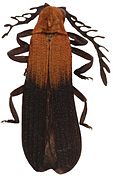 April 9: a beetle of family Lycidae