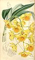 Dendrobium chrysotoxum plate 5053 in: Curtis's Bot. Magazine (Orchidaceae), vol. 84, (1858)