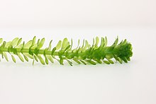 Stem of slightly translucent green leaves on a white background