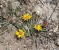 Golden-aster (Pyrrocoma apargioides) Mono Pass