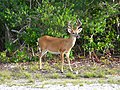 Image 4Key deer in the lower Florida Keys (from Geography of Florida)