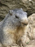 Une marmotte dans les Alpes françaises.