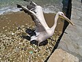 One of the Mykonos pelicans. See en:Petros (pelican).