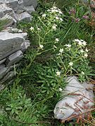 Saxifraga hostii