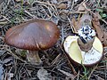 Suillus luteus