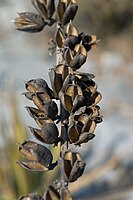 Agave victoriae-reginae