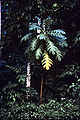 Artocarpus altilis at Ocho Rios Jamaica