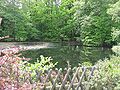 confluence in the mill-pool / Zusammenfluss im Mühlenteich