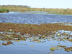 Stagni nell'Iberá