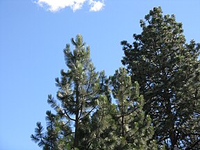 A group of trees in Deschutes County, Oregon