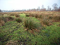 Juncus effusus ruskepit